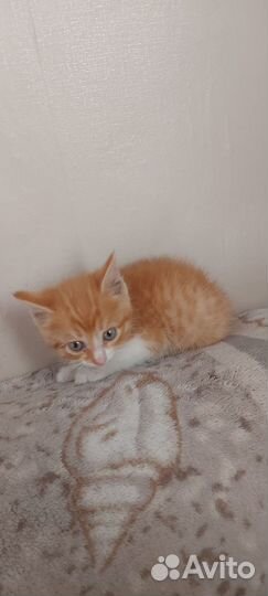 Котик мальчик 3 месяца