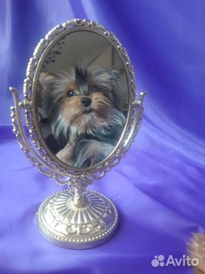 Йоркширский терьер мини