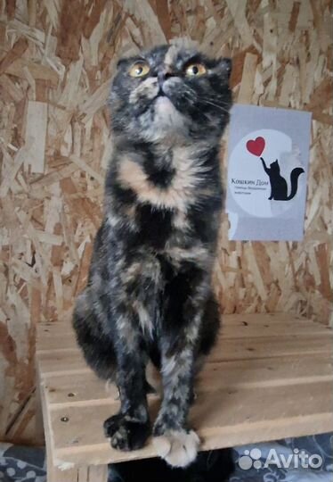 Кошечка Буся