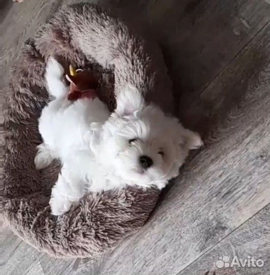 Щенки мальтезе