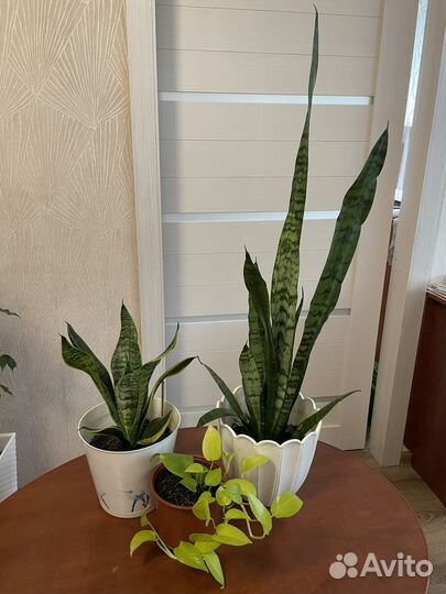 Сансевиерия