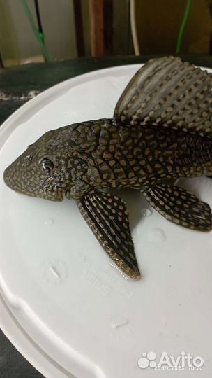 Парчовый сом