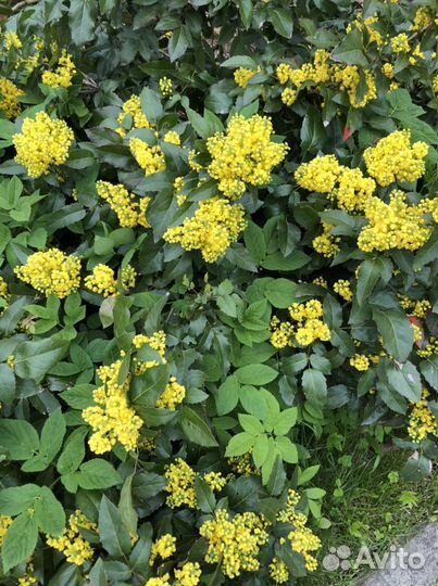 Падуболистный кустарник (магония)