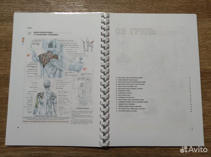 Анатомия силовых упражнений