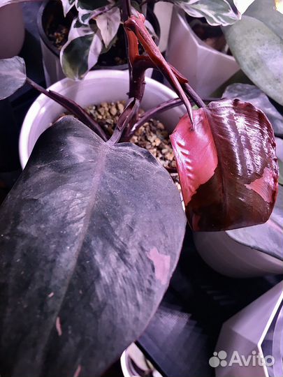 Филодендрон Розовая принцесса