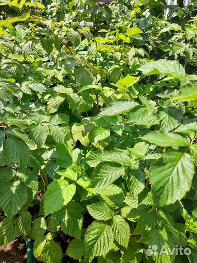 Саженцы ремонтантной малины,Геракл