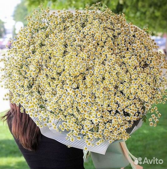 Ромашки букет