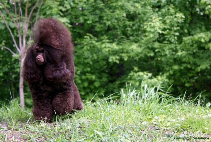 Той-пудель коричневого окраса для вязок