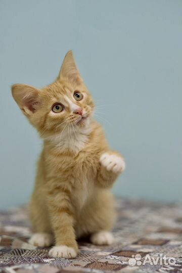 Солнечные малыши и их мама (кошка и котята)