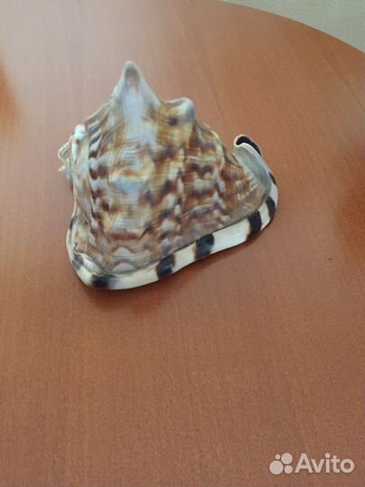 Морские ракушки