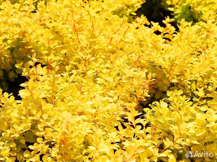 Каприфоль лианы цветы множество садовых кустарник