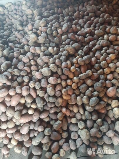 Картофель домашний