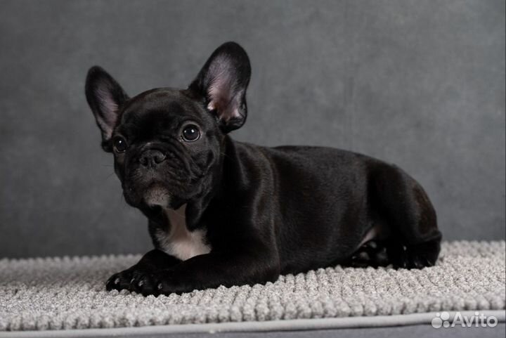 Французский бульдог