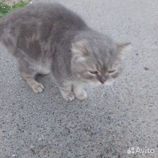 Кот в добрые руки