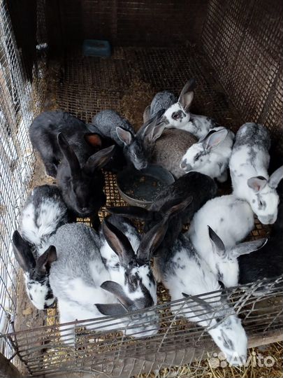 Утки, кролики