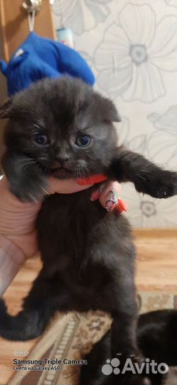 Шотладские котята