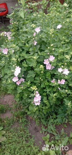 Мальва мускусная многолетник