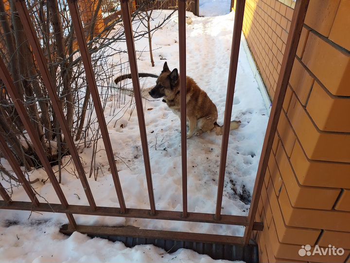 Собака овчарка в добрые руки