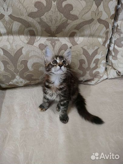 Котята Мейн-Кун