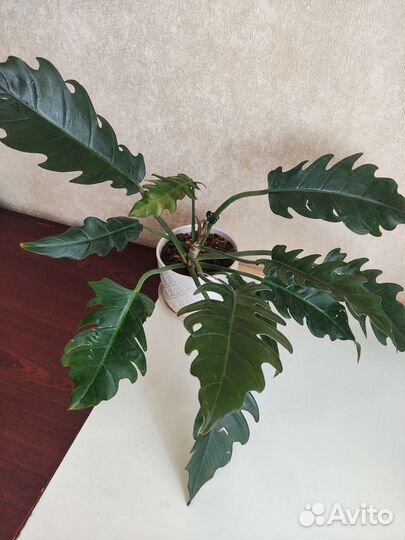 Филодендрон карамель плуто
