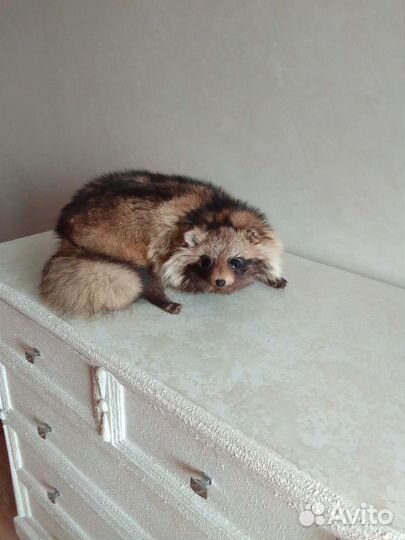 Чучела животных