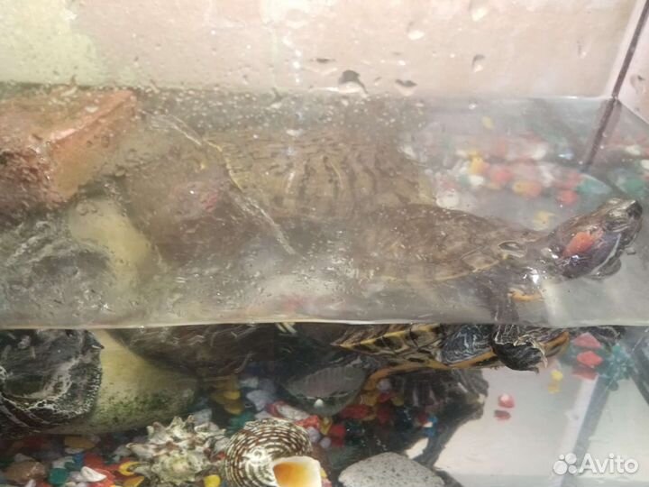 Красноухая черепаха