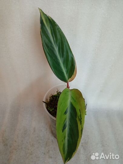 Строманта хортиколор