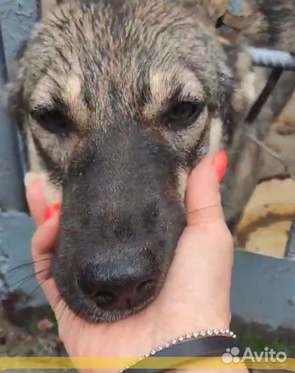 Девочка плачет (срочно нужен дом)