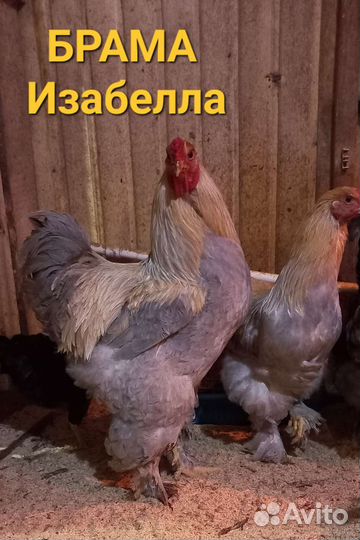 Цыплята Брама и инкубационное яйцо