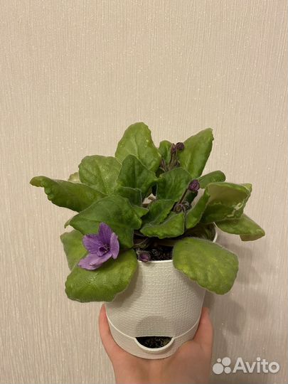 Фиалка в горшке