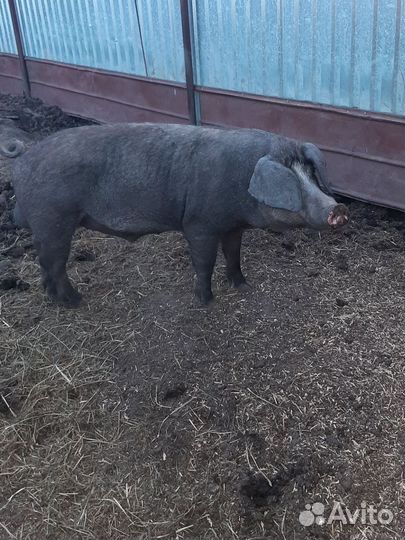 Хряк на племя