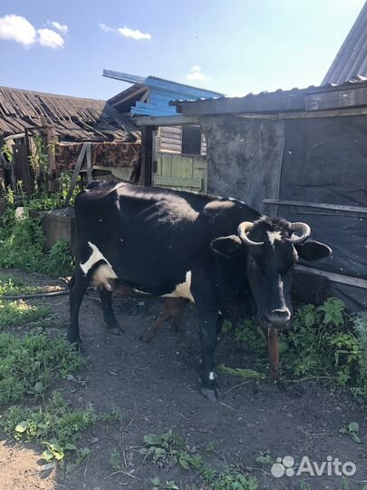 Продам корову