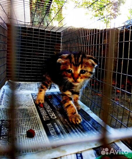 Котенок мальчик 3 недели