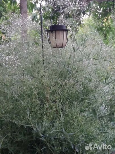 Гипсофила саженцы