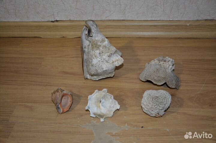 Морские ракушки, раковины