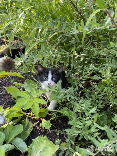 Котята в добрые руки даром