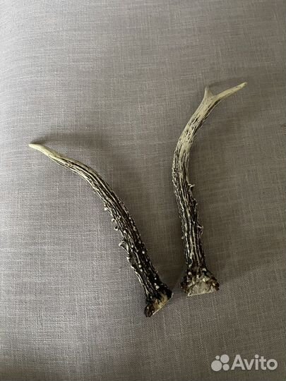 Рога дикой козы