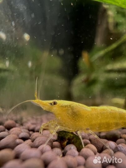 Креветки аквариумные желтый неон
