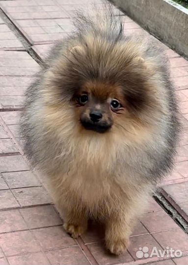 Померанский шпиц