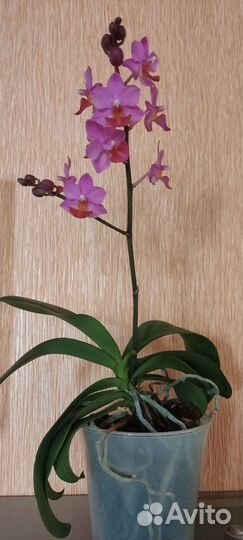 Фаленопсис Азия сорт Liu's triprince pink