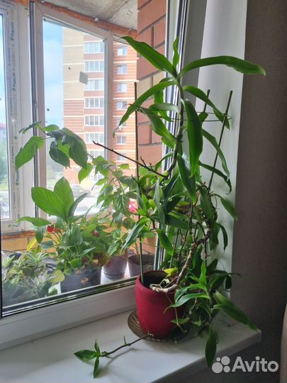 Золотой ус растение