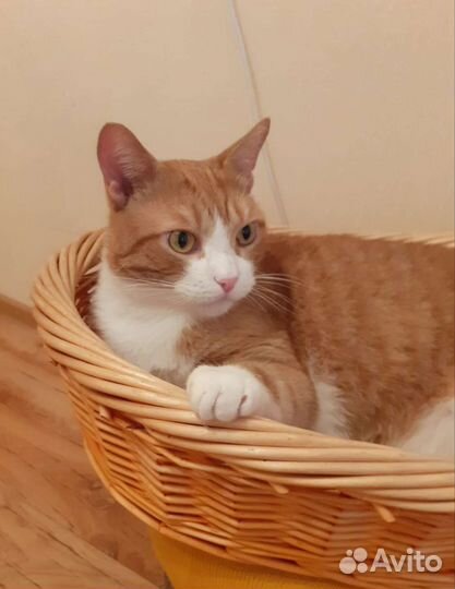 Корзина плетеная Лежанка для животных