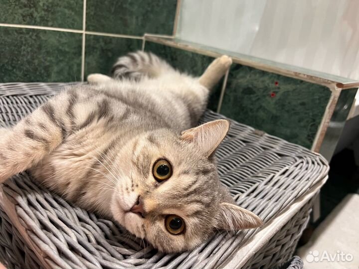 Британская кошка бесплатно