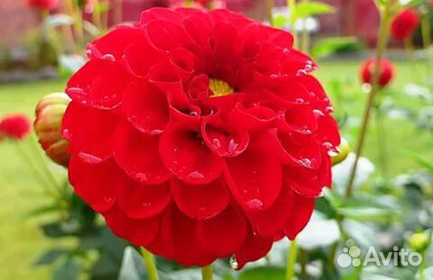 Георгина - королева Сада (цветы)