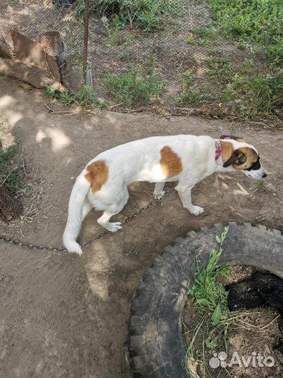 Отдаем в добрые руки