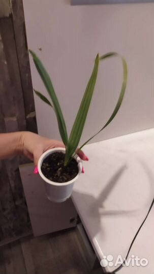 Дерево на пол в офис или квартиру