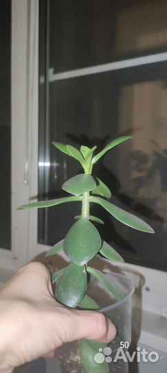 Денежное дерево -Толстянка