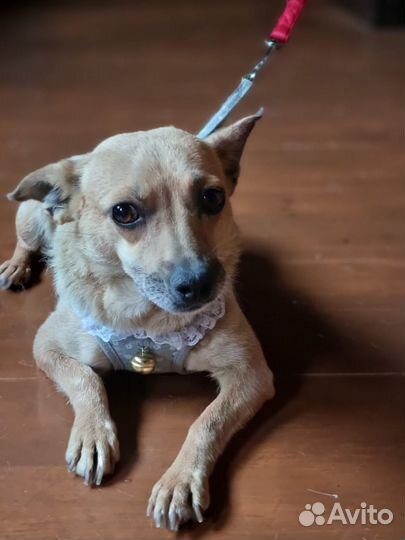 Маленькая собака