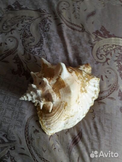 Морская раковина большая