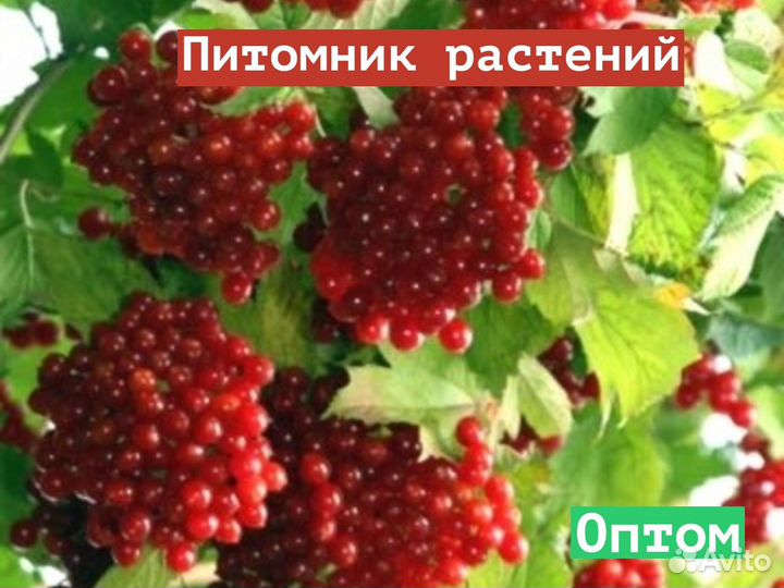 Саженцы Калина обыкновенная (Viburnum opulus) опт